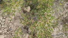 Lophopappus foliosus