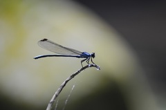 Bayadera brevicauda
