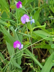 Lathyrus