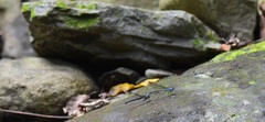Bayadera brevicauda