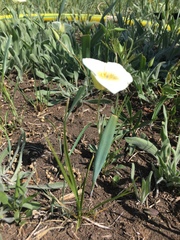 Calochortus apiculatus