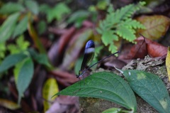 Psolodesmus mandarinus mandarinus