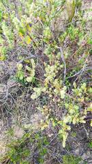 Minthostachys mollis