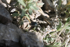 Canthophorus