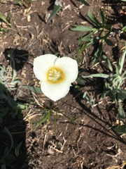 Calochortus apiculatus