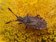 Strobilotoma typhaecornis