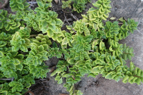 Coleus subspicatus, photograph 1