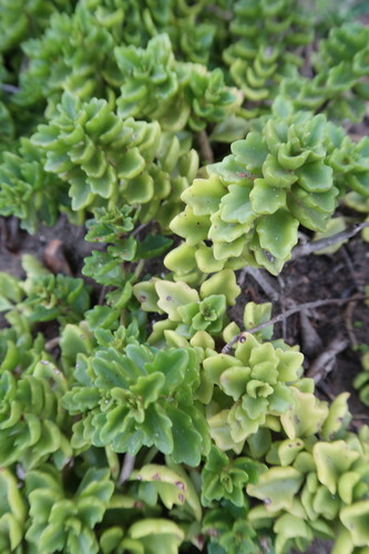 Coleus subspicatus, photograph 2