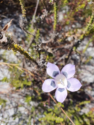 Image of Blackrim Bell (Roella incurva) by (c) Corli du Toit Smith, some rights reserved (CC BY)