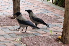 Corvus cornix
