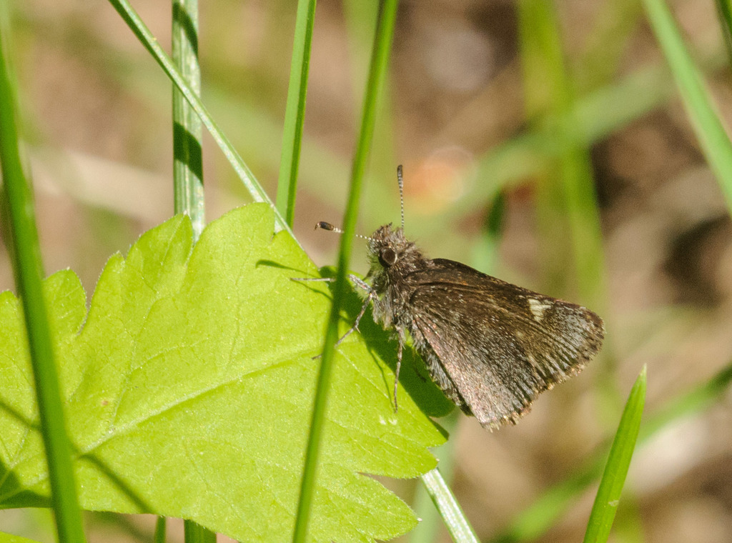 Common Roadside-Skipper