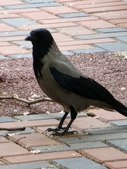 Corvus cornix