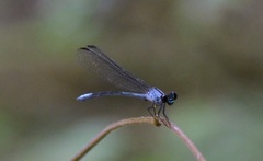 Bayadera brevicauda
