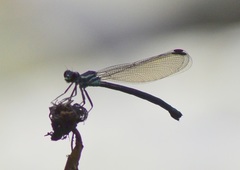 Bayadera brevicauda