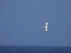 Phaethon lepturus catesbyi