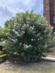 Nerium oleander