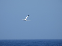 Phaethon lepturus catesbyi