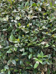 Trachelospermum jasminoides