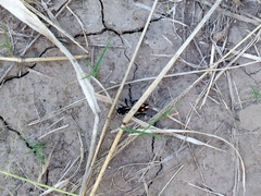 Traumatomutilla centralis