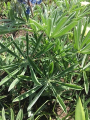 Lupinus sericeus
