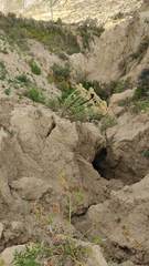 Achyrocline saturejoides