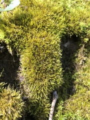 Hygroamblystegium