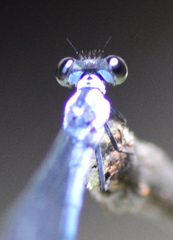 Bayadera brevicauda