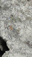 Austrocylindropuntia shaferi