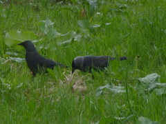 Corvus monedula