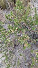 Lophopappus foliosus