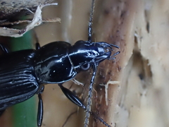 Bothriopterus