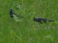 Corvus monedula