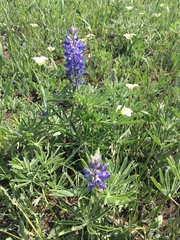 Lupinus sericeus