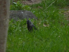 Corvus monedula