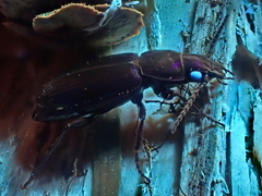 Bothriopterus