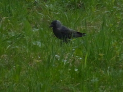 Corvus monedula