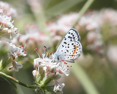 Euphilotes battoides