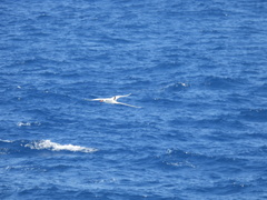 Phaethon lepturus catesbyi