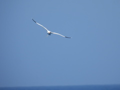 Phaethon lepturus catesbyi