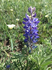 Lupinus sericeus