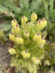 Castilleja ambigua