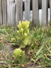 Castilleja ambigua