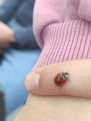 Cryptocephalus octopunctatus