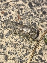 Diceroprocta vitripennis