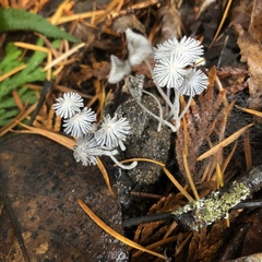 Coprinopsis stercorea
