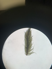 Brotherella recurvans