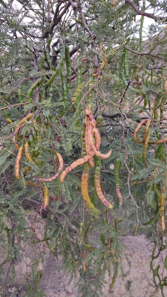 Prosopis andicola (Burkart) A.Galán, E.Linares, J.Montoya & Vicente Orell. 2