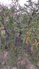 Prosopis andicola