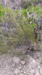 Ephedra americana