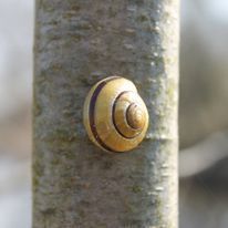 Cepaea nemoralis